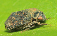 Penthimia scutellata