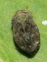 Penthimia scutellata