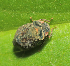 Penthimia scutellata