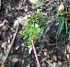 Gonocarpus oreophilus