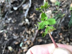 Gonocarpus oreophilus
