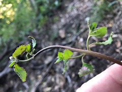 Gonocarpus oreophilus