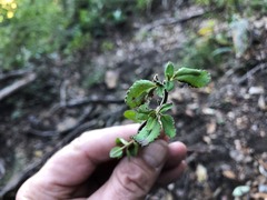 Gonocarpus oreophilus