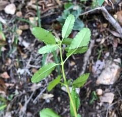 Gonocarpus oreophilus