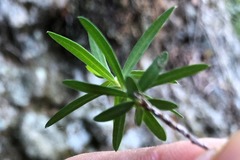 Melaleuca comboynensis