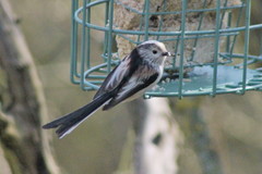 Aegithalos caudatus