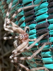 Eusparassus walckenaeri