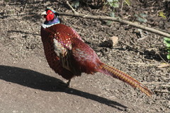 Phasianus colchicus