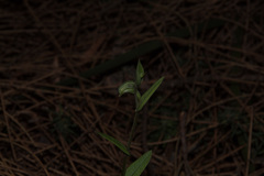 Pterostylis vittata