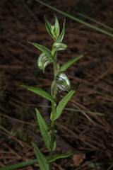 Pterostylis vittata