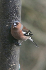 Fringilla coelebs