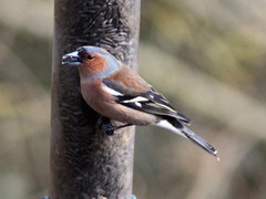 Fringilla coelebs