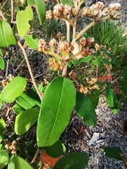 Pomaderris argyrophylla