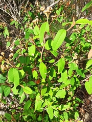 Pomaderris argyrophylla