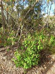 Pomaderris argyrophylla