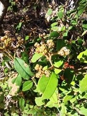 Pomaderris argyrophylla