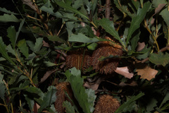 Banksia quercifolia