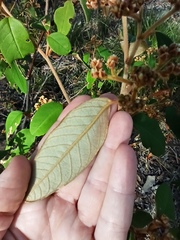 Pomaderris argyrophylla