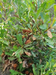 Banksia quercifolia