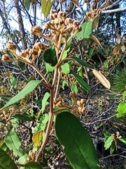 Pomaderris argyrophylla