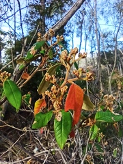 Pomaderris argyrophylla