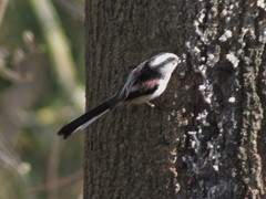 Aegithalos caudatus