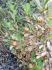 Banksia quercifolia