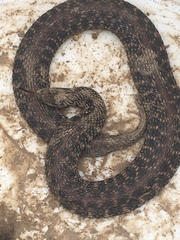 Clonophis kirtlandii