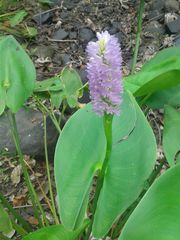 Pontederia sagittata