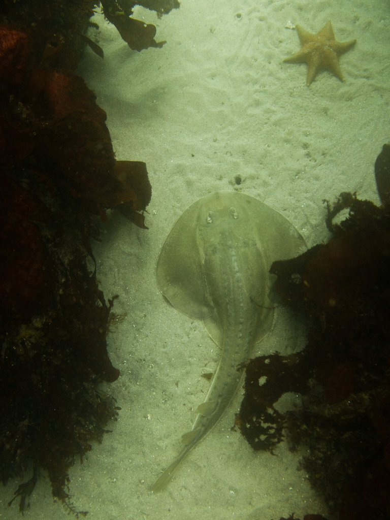 Thornback Ray
