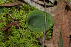Cyrtostylis