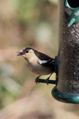 Fringilla coelebs