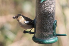 Fringilla coelebs