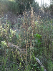 Misopates orontium orontium