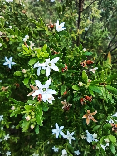 Philotheca difformis (A.Cunn. ex Endl.) Paul G.Wilson