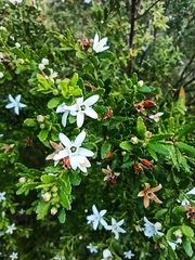 Philotheca difformis