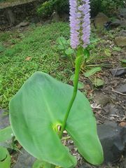 Pontederia sagittata