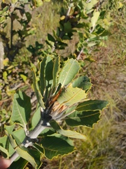 Banksia coccinea