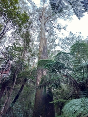 Eucalyptus regnans
