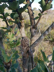 Banksia coccinea