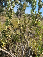 Banksia coccinea
