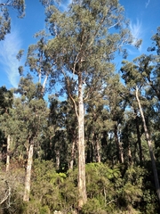 Eucalyptus cypellocarpa