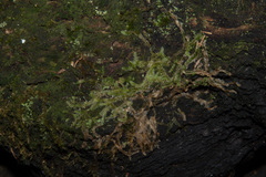 Lophocolea semiteres