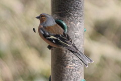 Fringilla coelebs