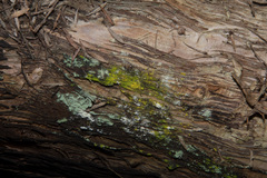 Candelariella antennaria