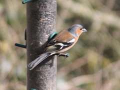 Fringilla coelebs