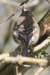 Fringilla coelebs