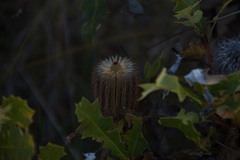 Banksia quercifolia