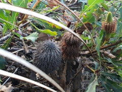 Banksia quercifolia