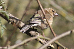 Fringilla coelebs